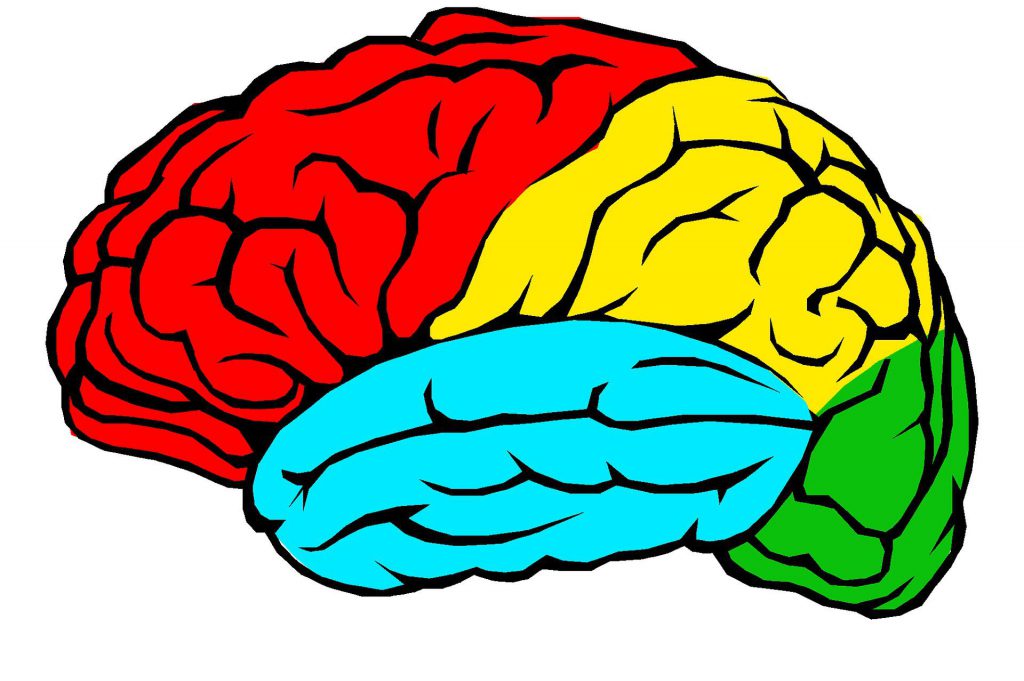 Gehirn mit unterschiedlich farbigen Bereichen
