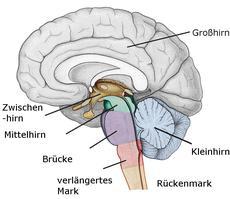 Abbildung vom Gehirn