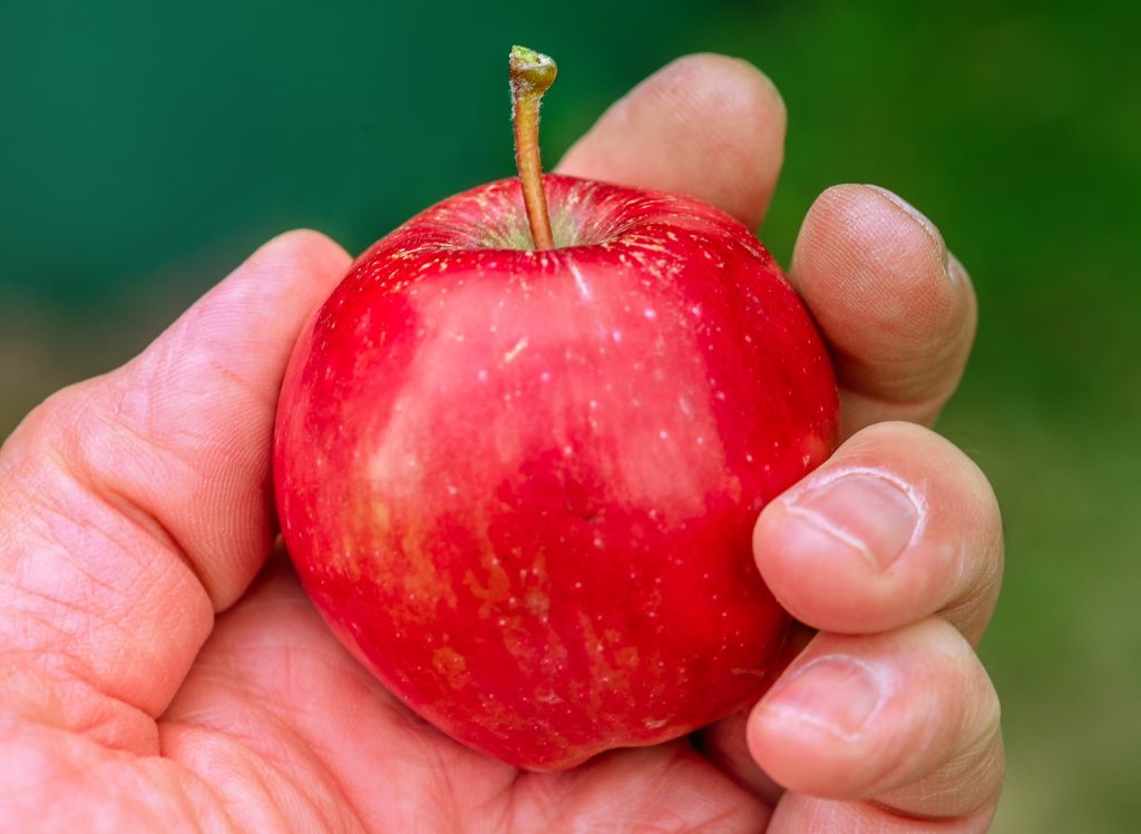 Roter Apfel in einer Hand