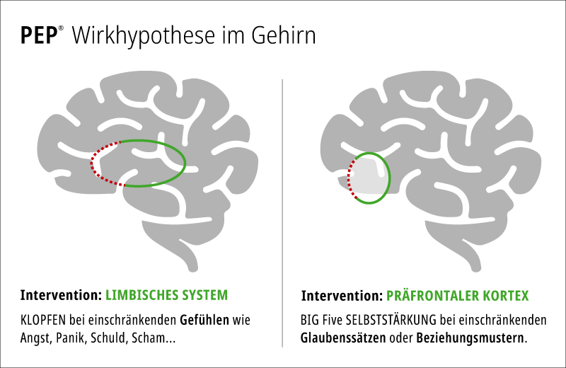 PEP Wirkhypothese im Gehirn